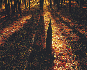 ソニー4K賞「朝の光」